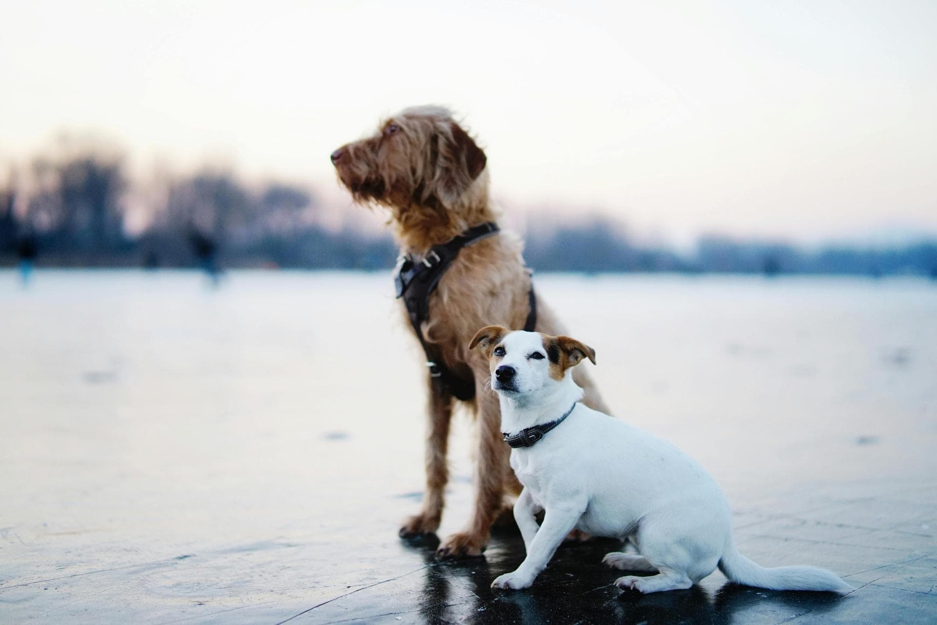 Best Vets in Stevensville
