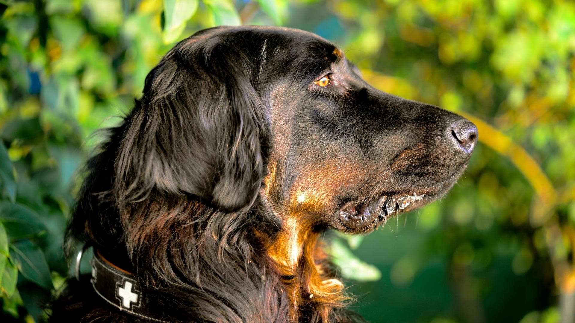 Best Vets in Chinook