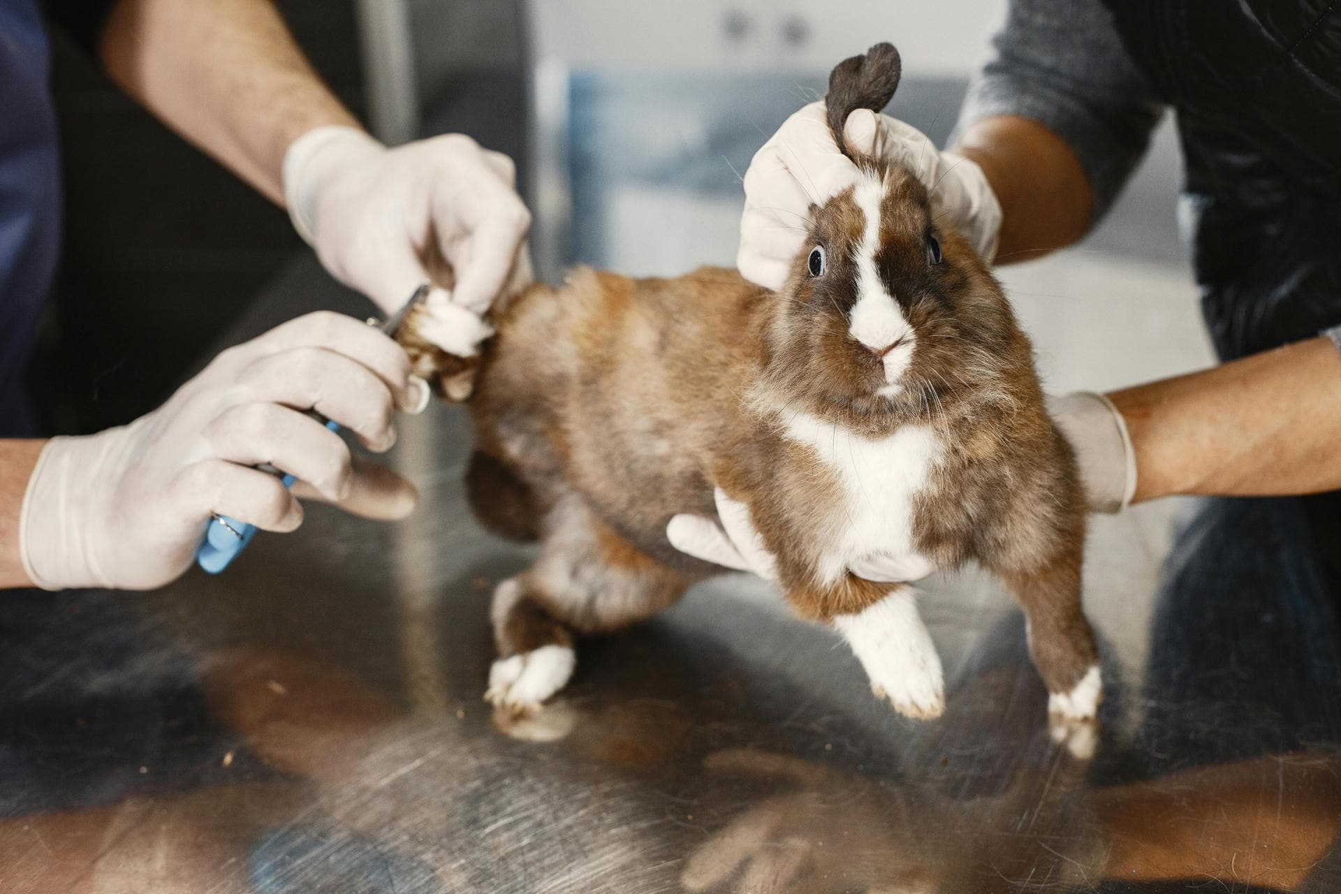 Dog & Cat Vets in Cut Bank